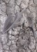 netopýr pestrý (Savci), Vespertilio murinus, Vespertilionidae, Chriroptera (Mammalia)